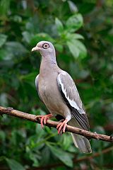 Bare-eyed Pigeon